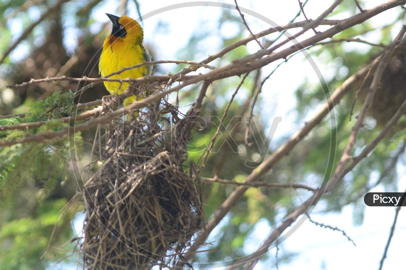 The Yellow Weaver Bird