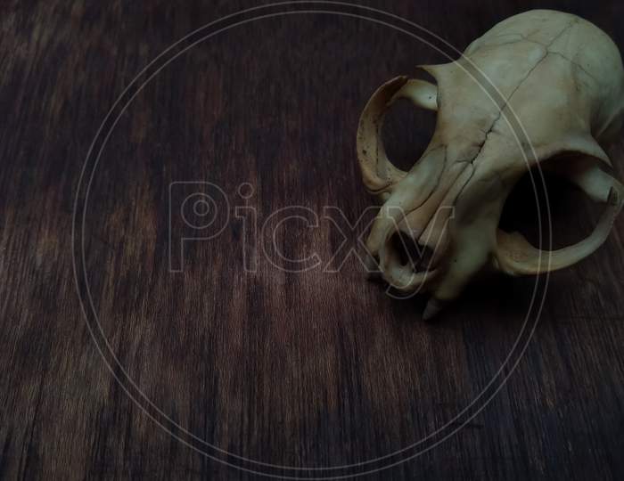 Cat skull and teeth on a wooden table