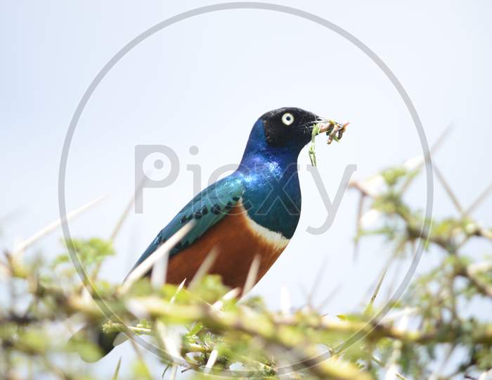 Superb Starling with its Prey