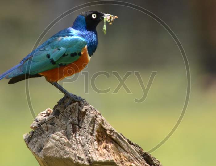 Superb Starling with its Prey