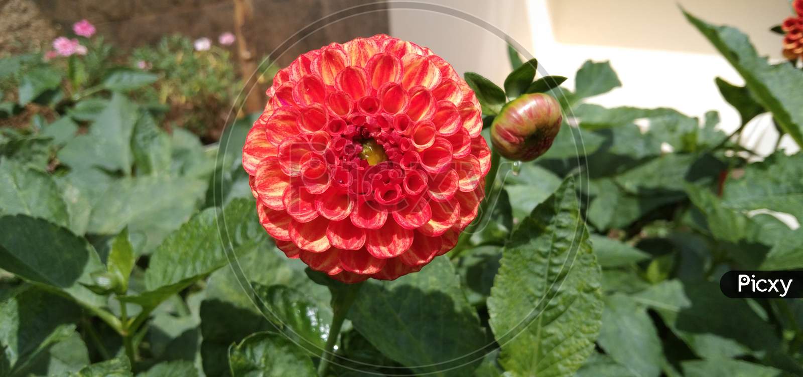 Pom-pom dhalia flower
