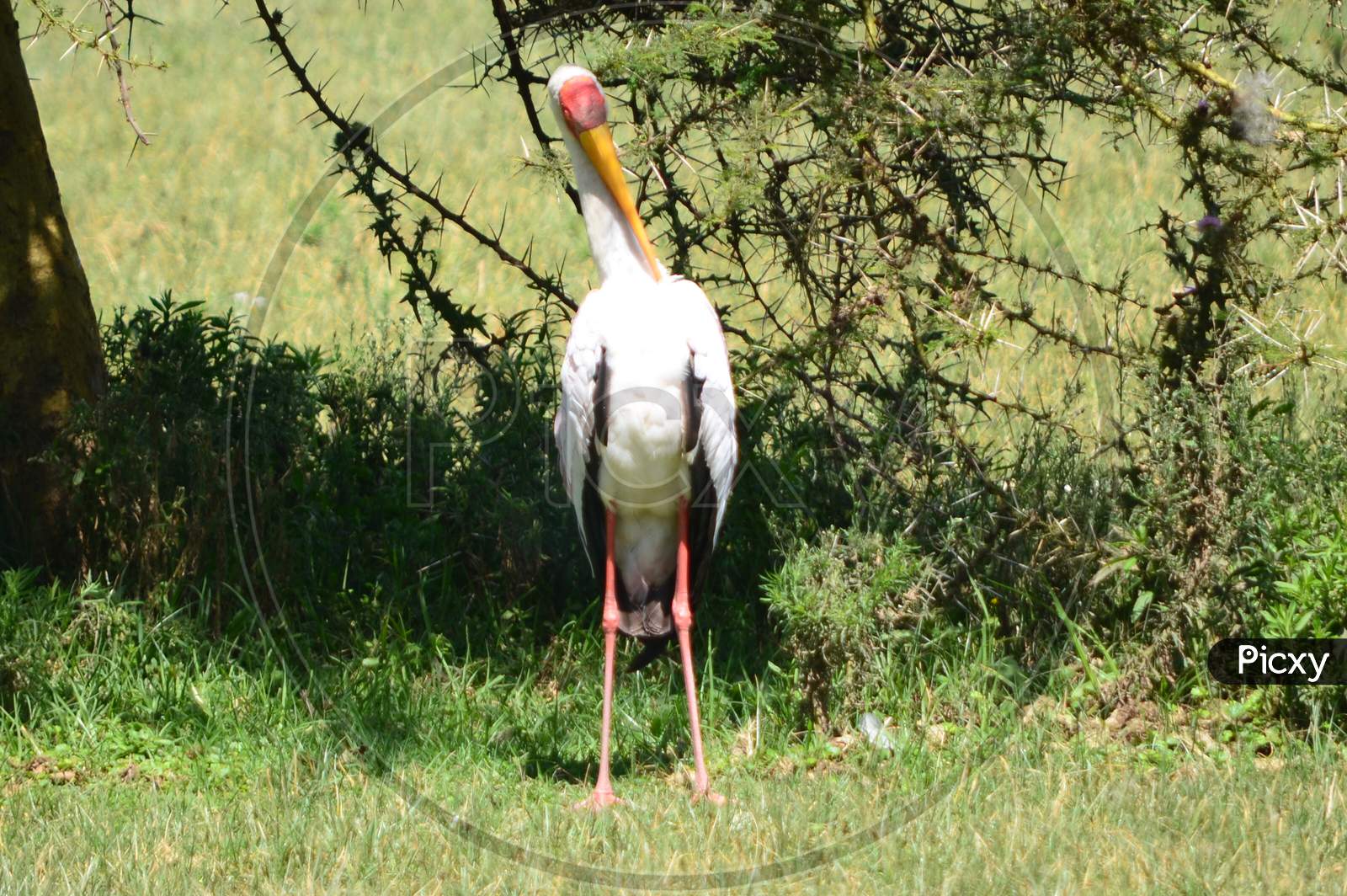 Stork in the Wild