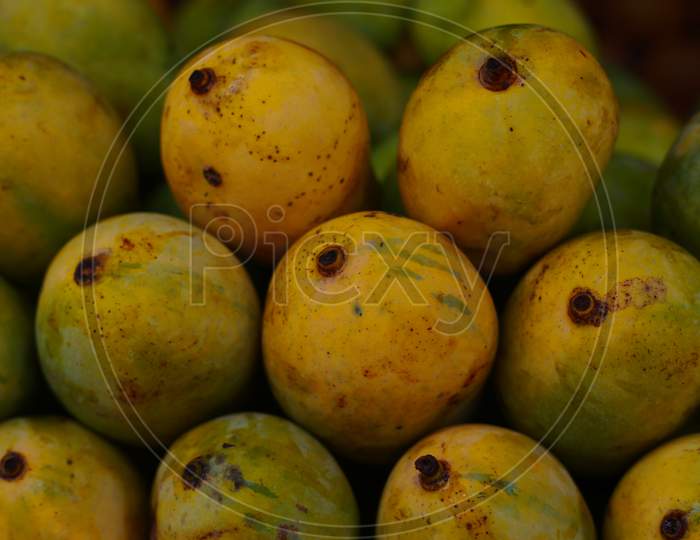 Fruits of king mango