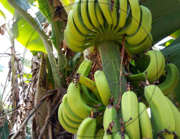Banana Terrestrial plant
