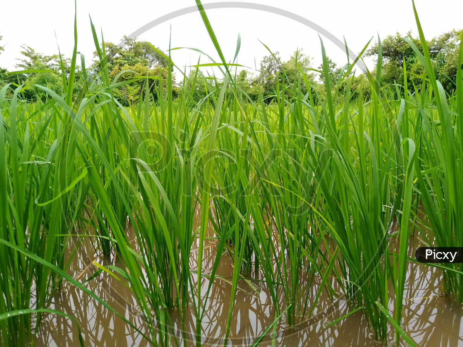 Rice farming