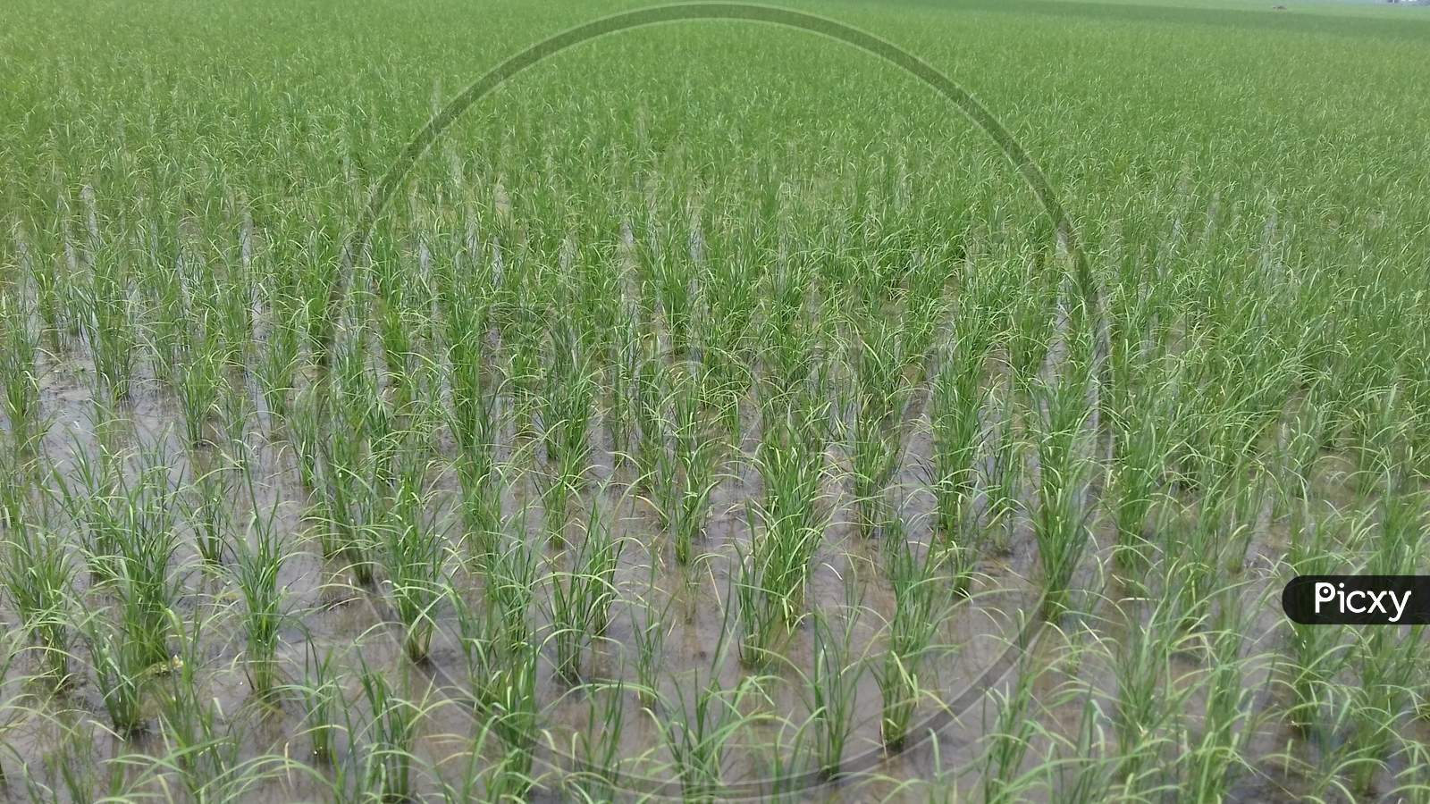Rice Farms growing - image