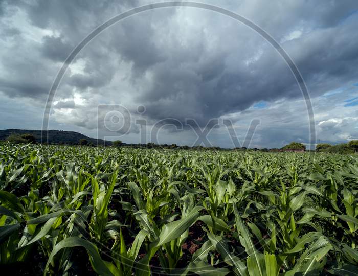 Corn field and corn farm in monsoon weather