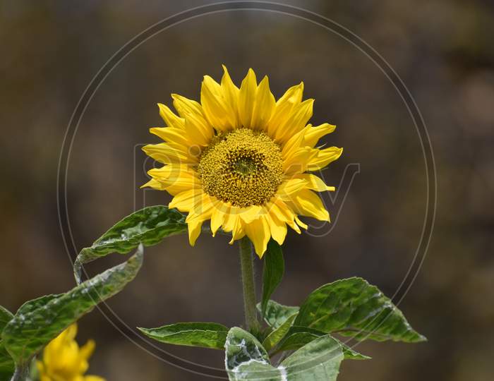 Beautiful Closeup Of Sunflower In Garden
