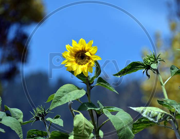 Beautiful Sunflower And Blue Sky