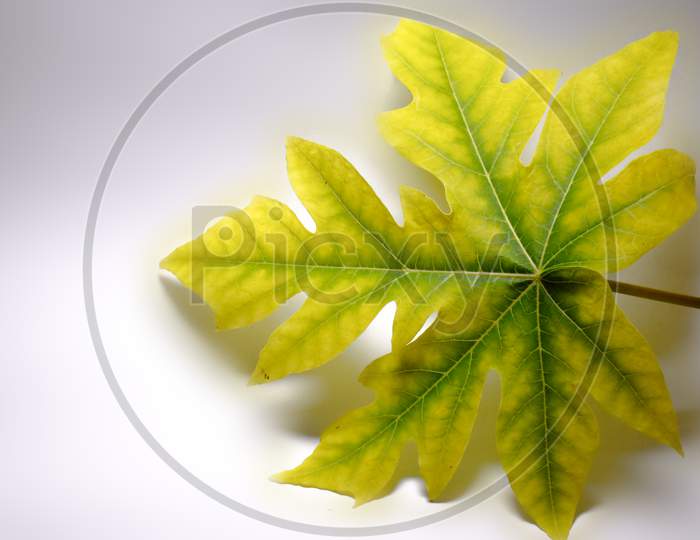 A Beautiful Papayas Yellow Leaf Is Placed On White Paper