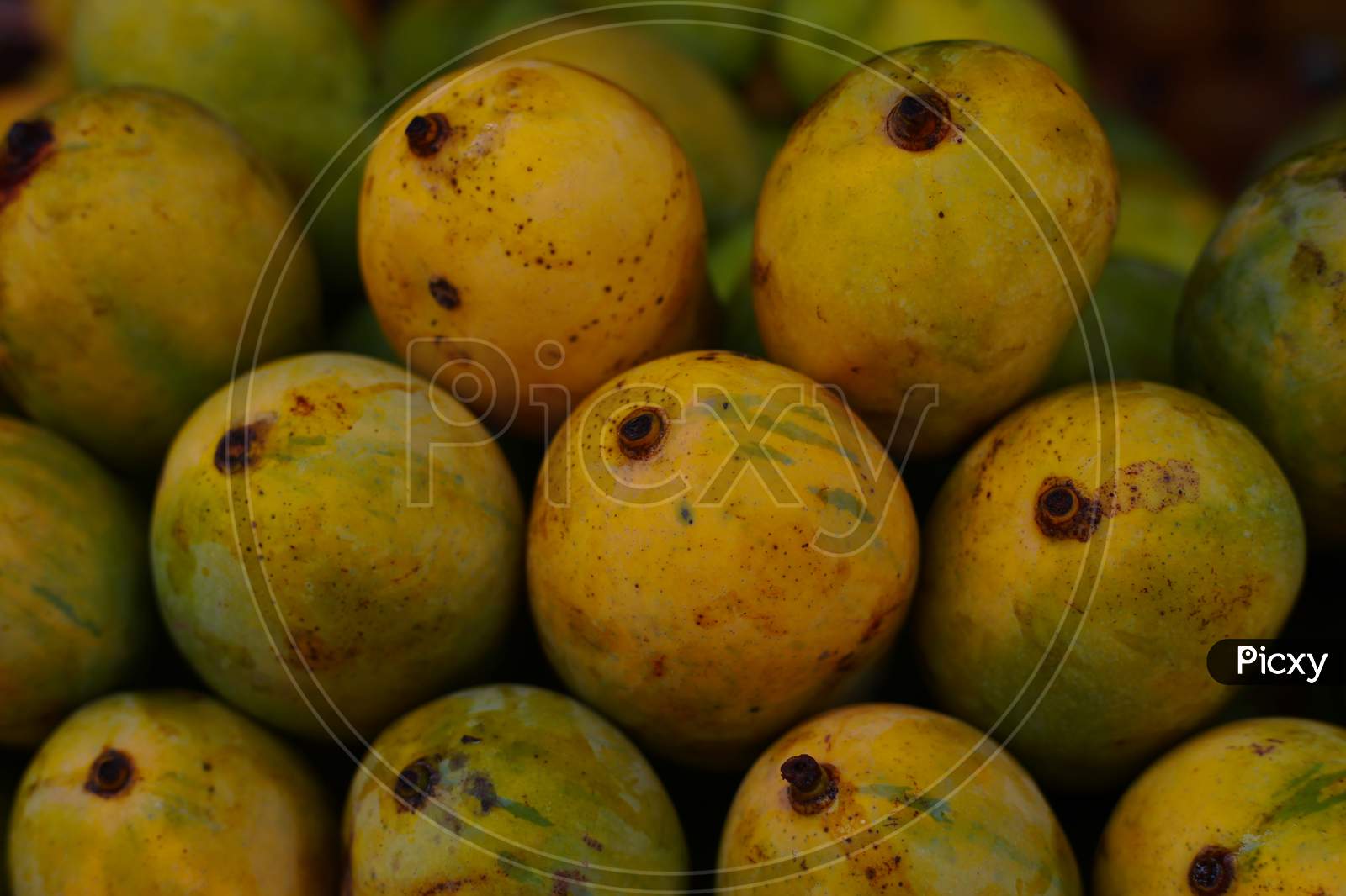 Fruits of king mango