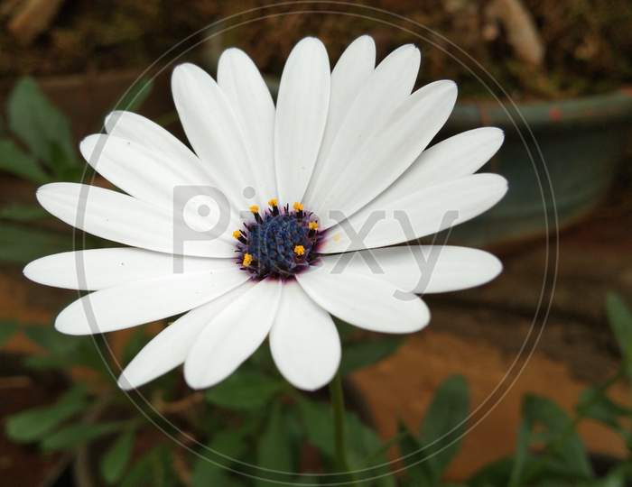 White petteled daisy flower