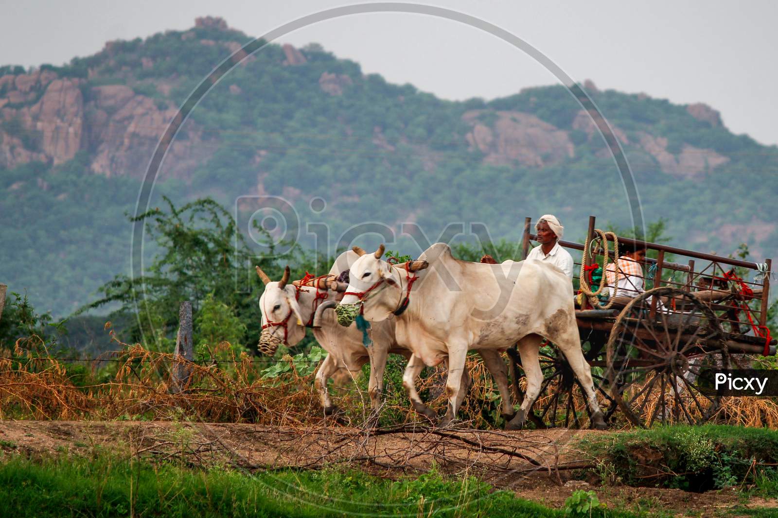 Villagers going home on bullock cart