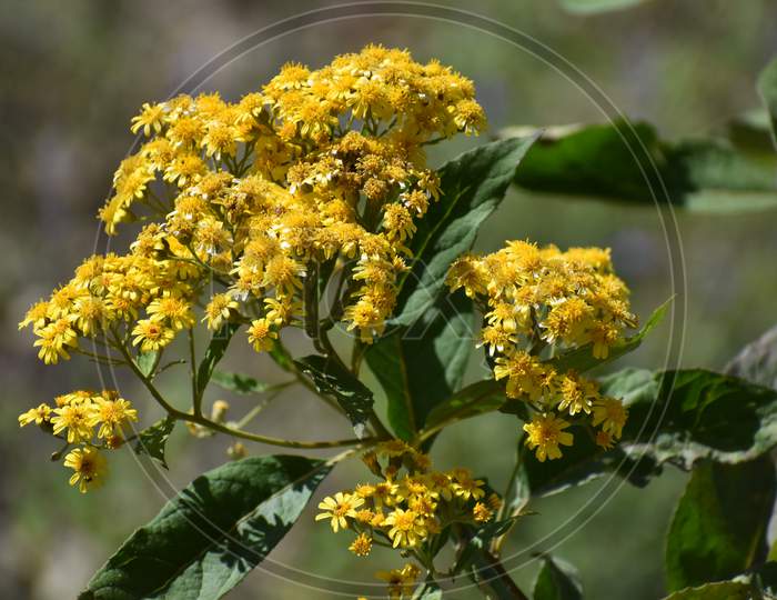 Beautiful Yellow Wildflower In Jungle