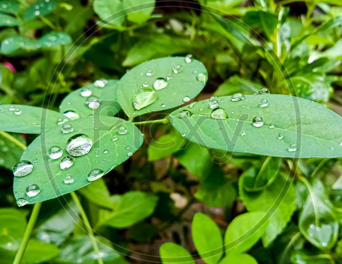 An  Asian pigeon wings ( blue pea ) plant in a garden and water droplets on it's leaves.