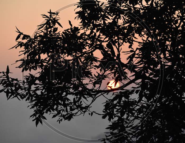 Beautiful Tree Branches And Sunset Background