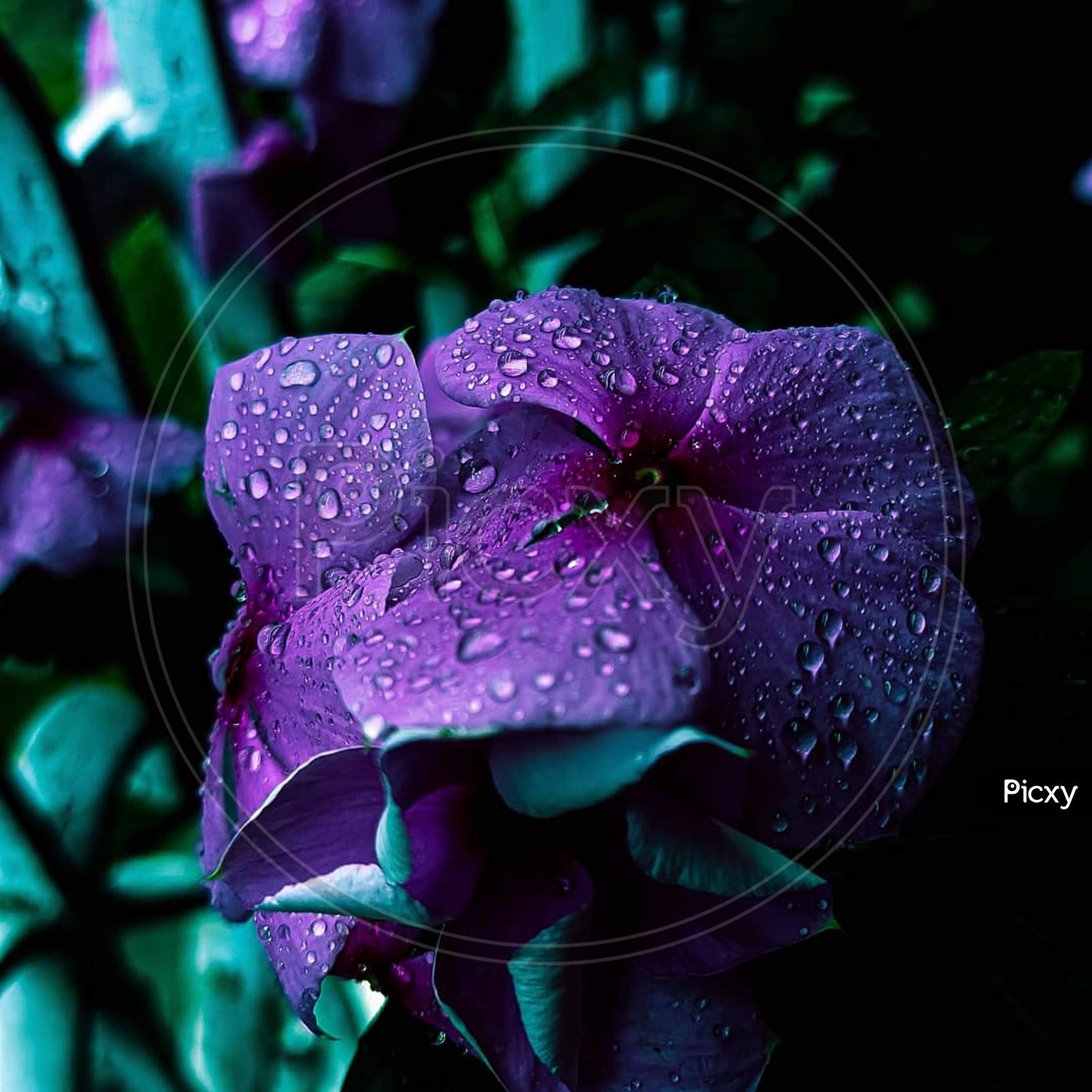 Purple flower with water droplets
