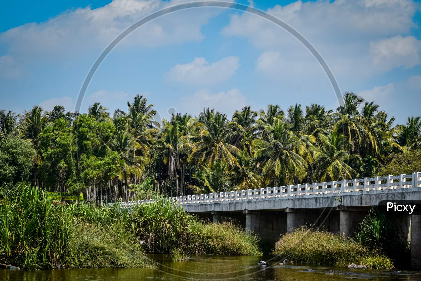Bridge over a river near coconut plantation