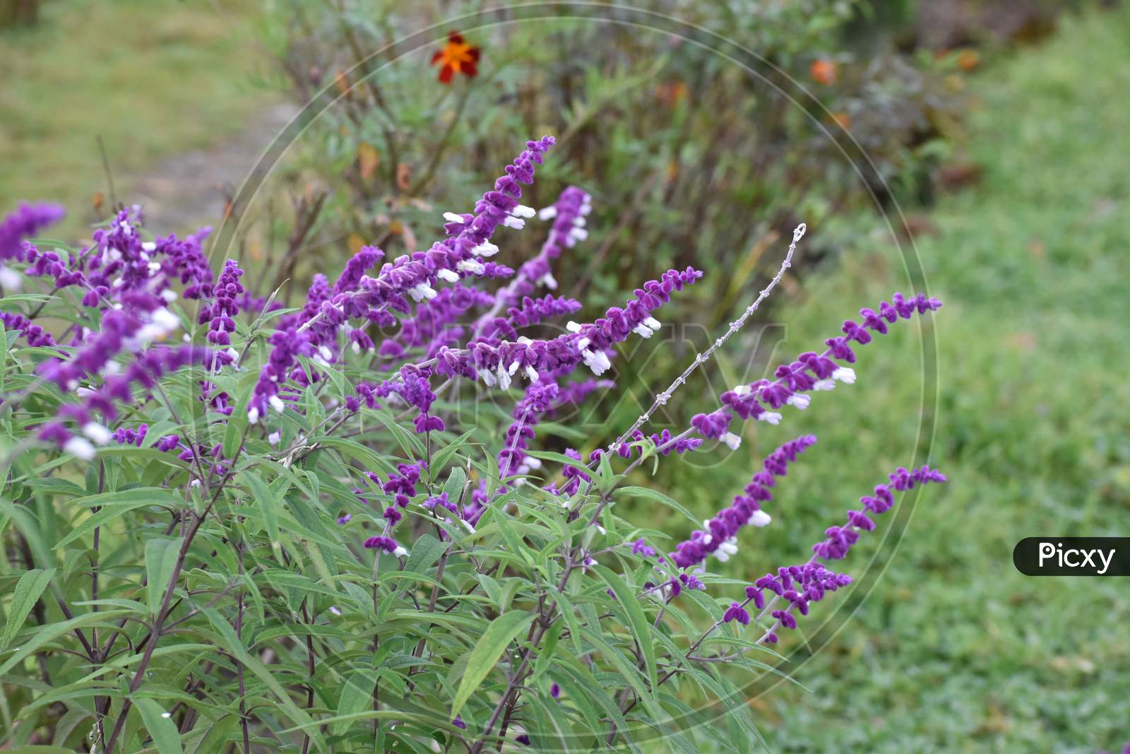 Beautiful Purple Wildflower In Jungle