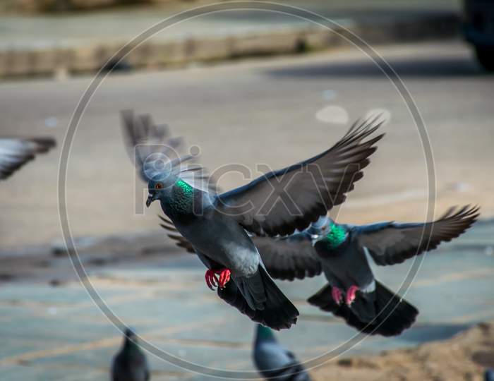 flying Pigeon