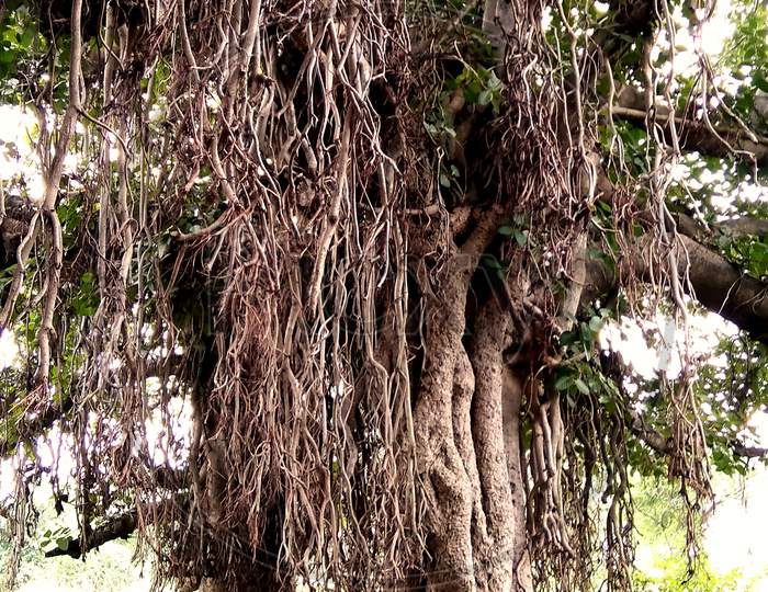 Banyan Trees And Hanging Roots, Beautiful Sight Of Nature