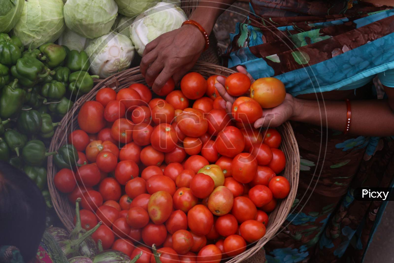 Wooman picking fresh looking tomatoes