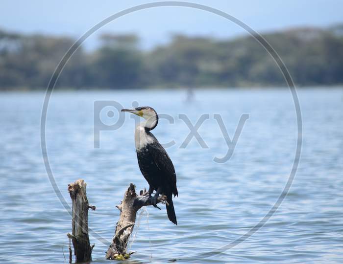White Breasted Cormorant captured live