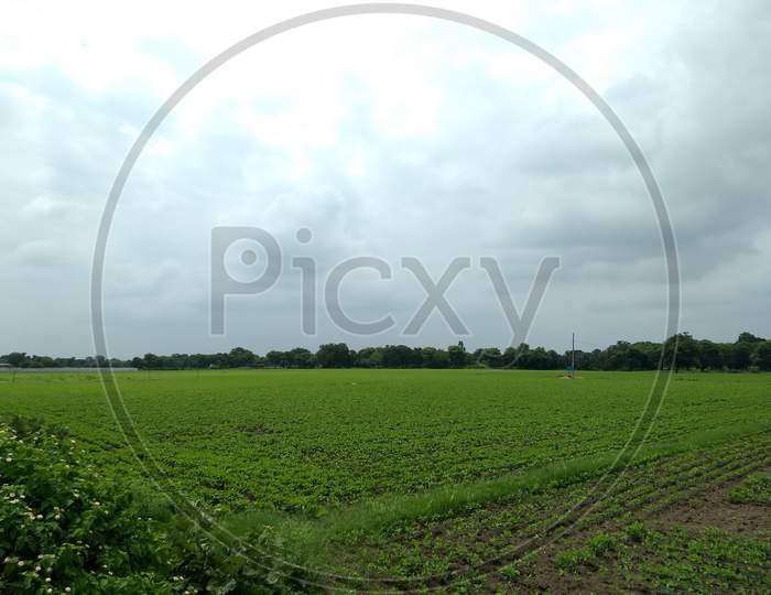 Indian fields during monsoon