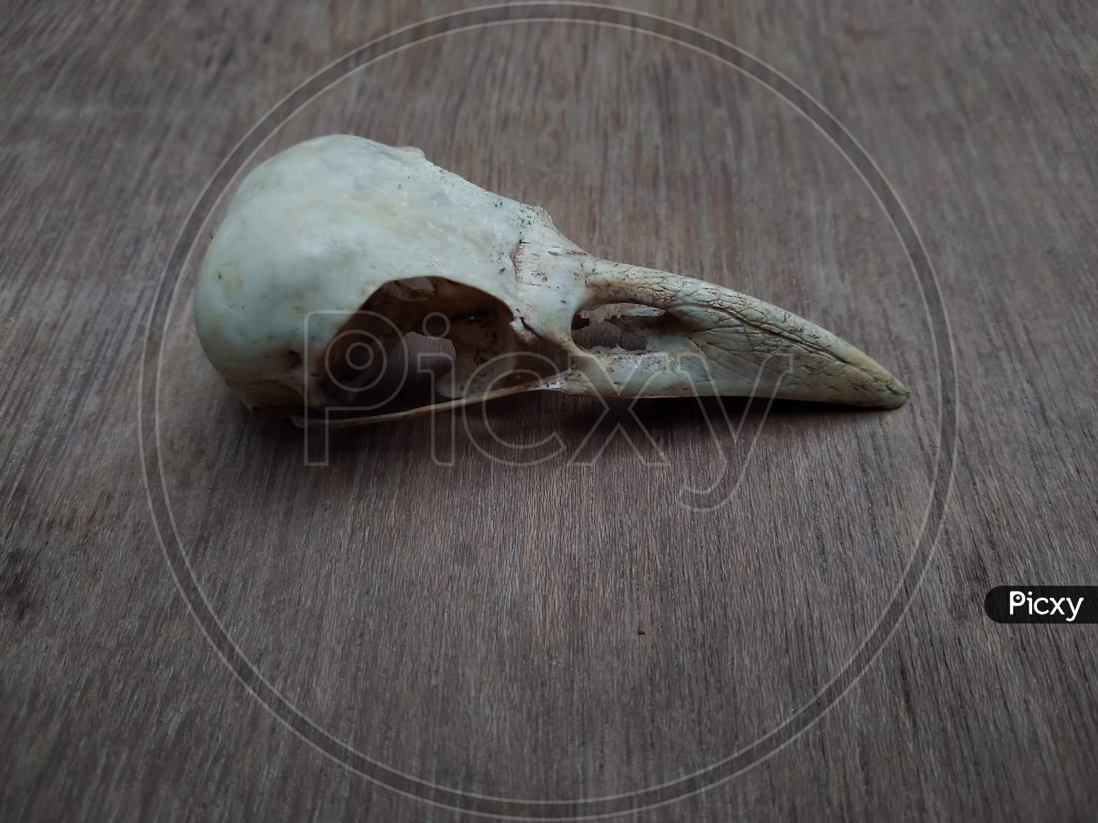 Raven skull on a wooden table