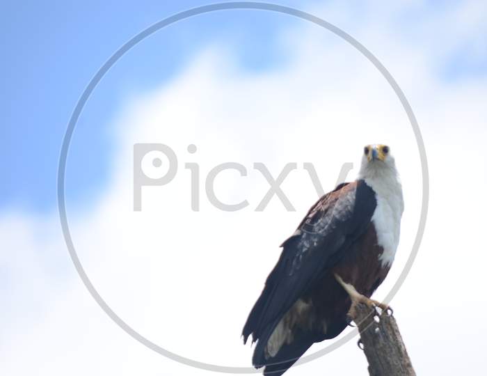 Fish Eagle Captured with blue sky background