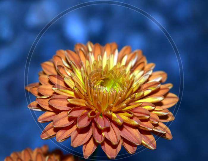 Beautiful Closeup Of Flower In Garden
