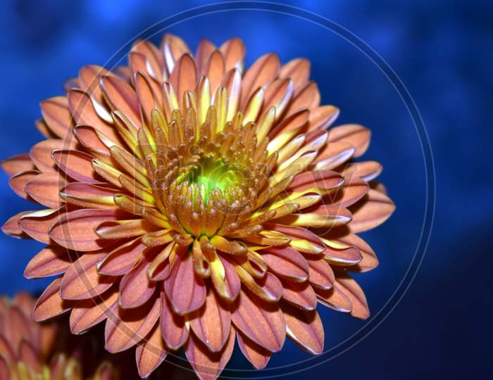 Beautiful Flower In Garden At Uttarakhand