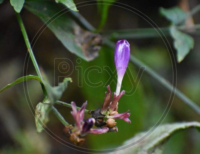 Beautiful Purple Flower In Jungle