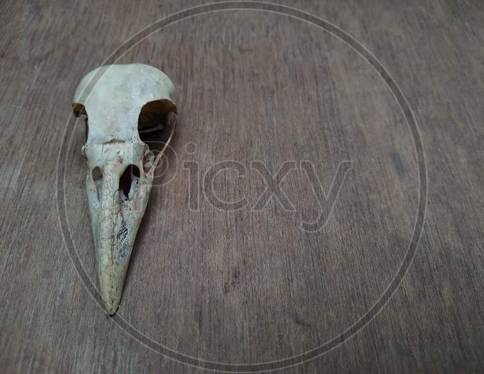 Raven skull on a wooden table