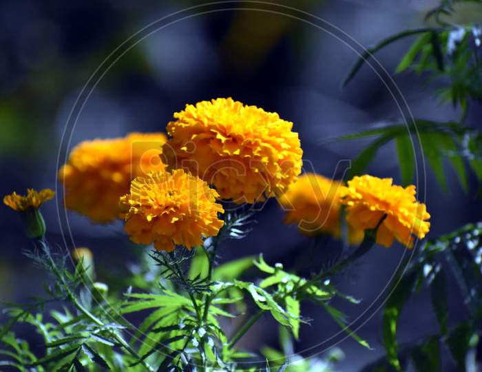Beautiful Yellow Marigold Flowers In Garden