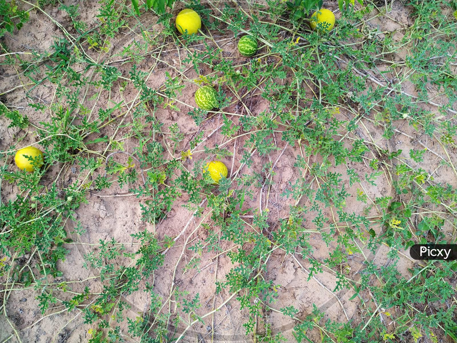 Yellow And Green Citrullus Colocynthis In The Desert