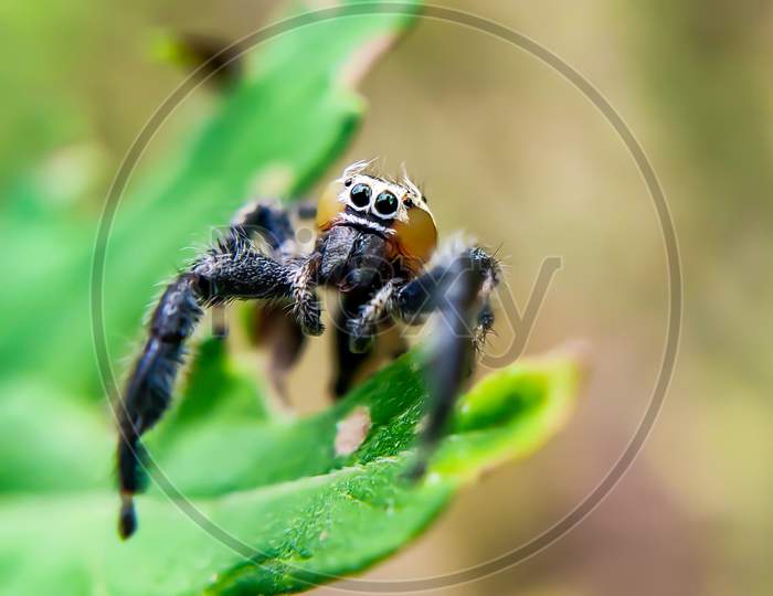 macro shot of Spider