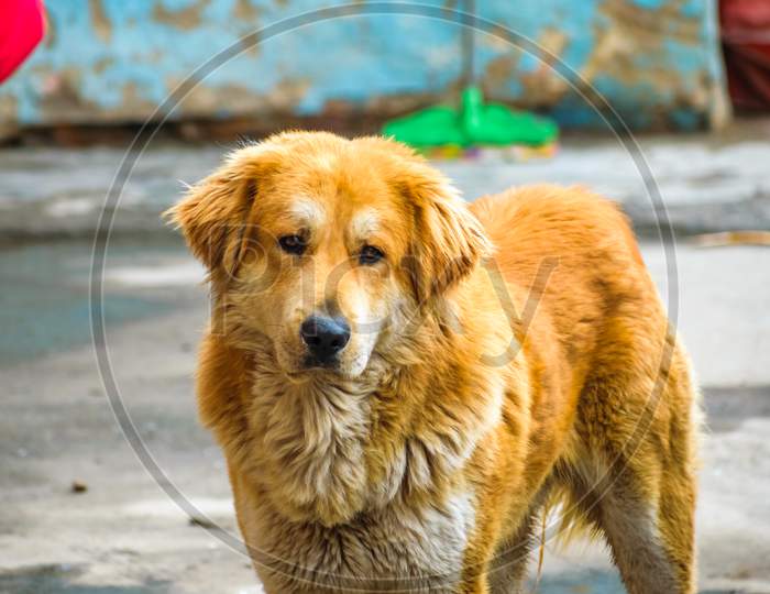 Portrait Shot Of A Furry Himalayan Dog