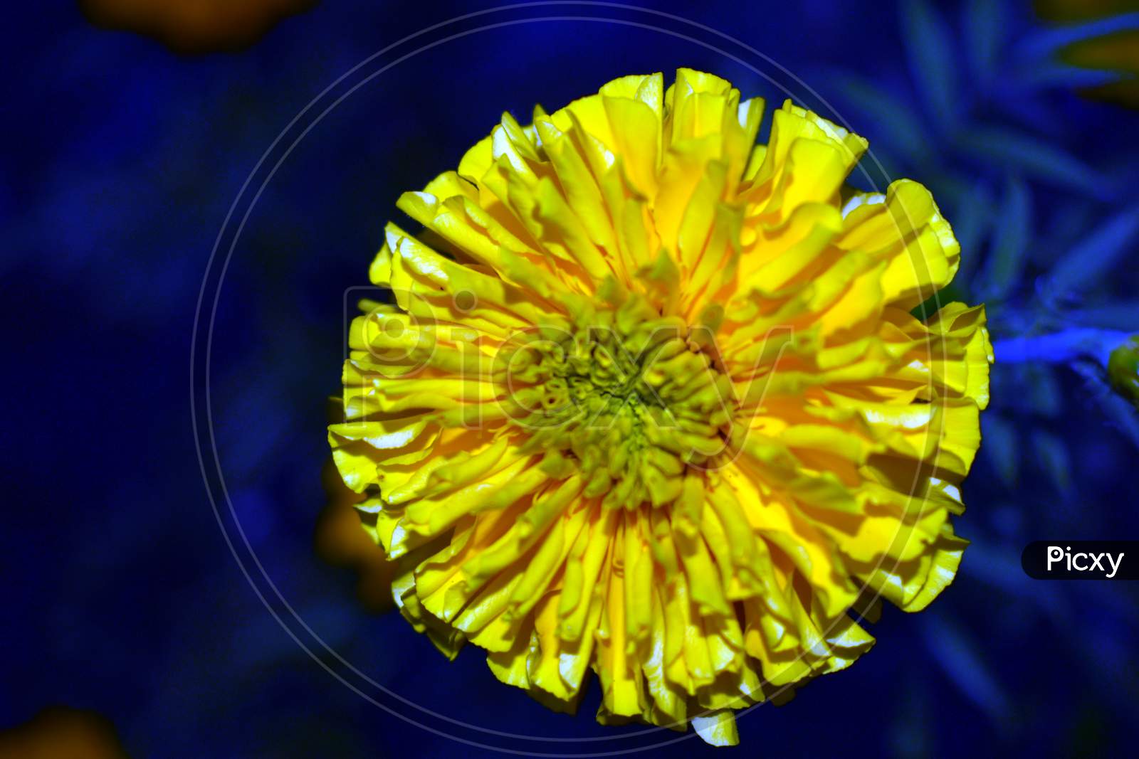 Beautiful Closeup Of Yellow Marigold Flower