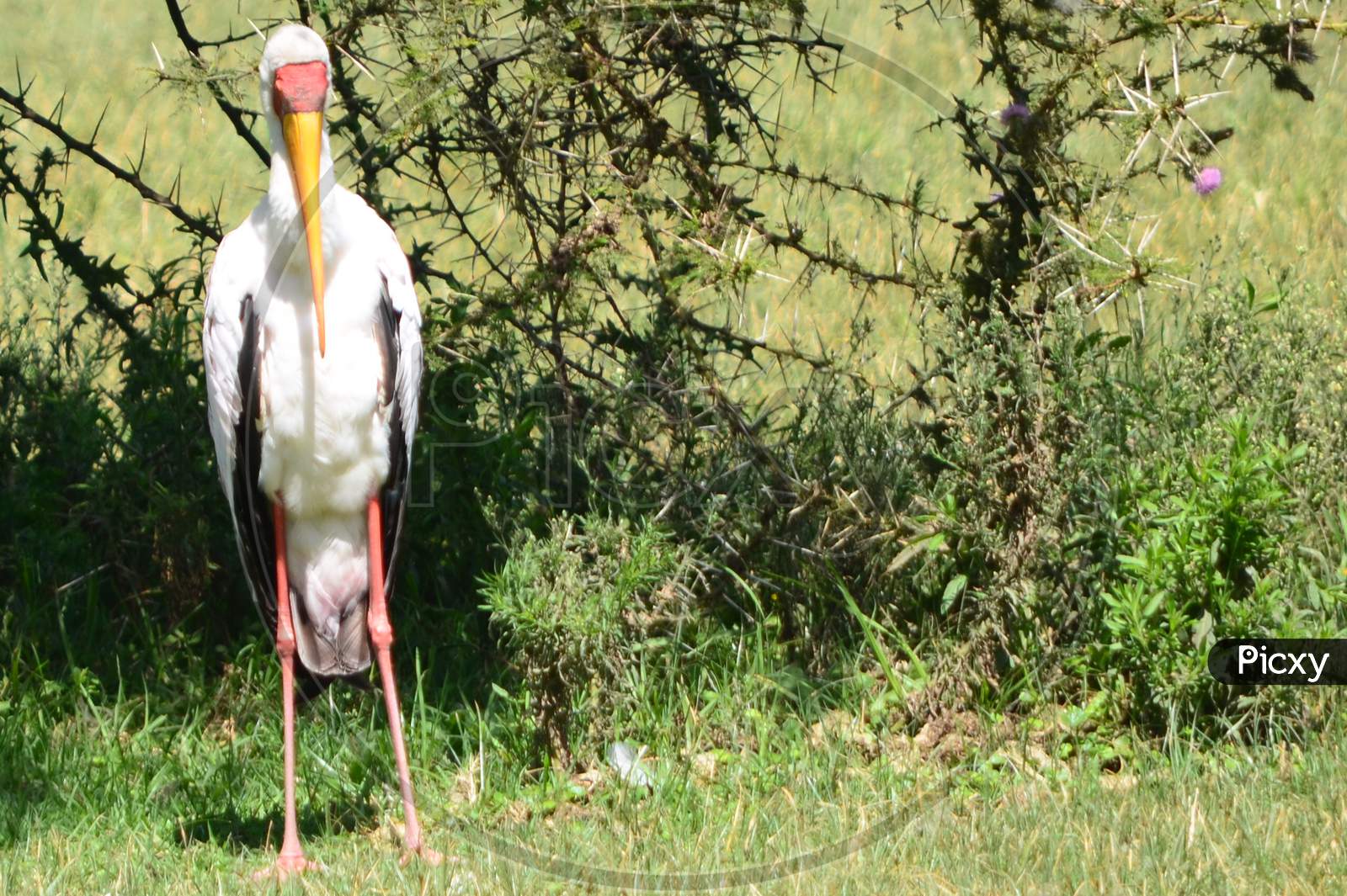 Stork in the Wild