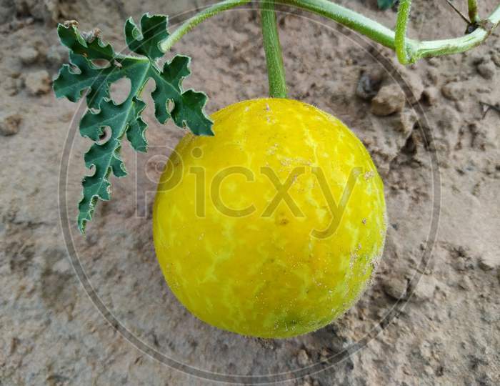 Yellow Bitter Melon With Green Leaves On The Desert