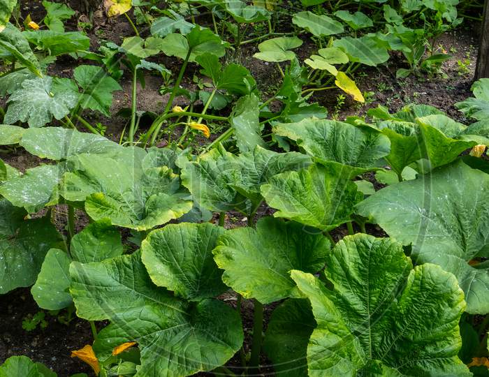 Organic Pumpkin Patch In Vegetable Garden