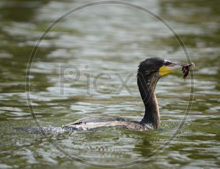 White Breasted Cormorant with Worm