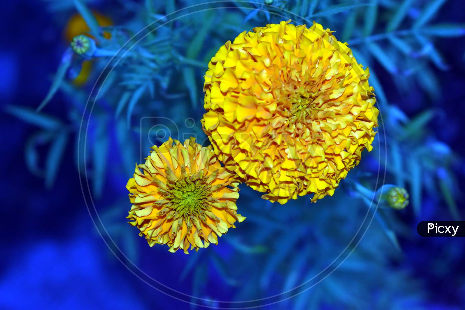 Beautiful Two Yellow Marigold Flower Isolated In Blue Background