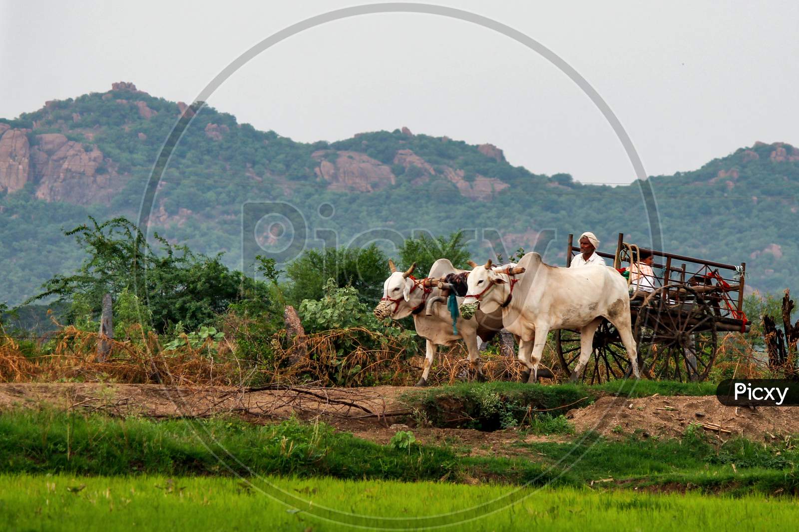 Villagers going home on bullock cart