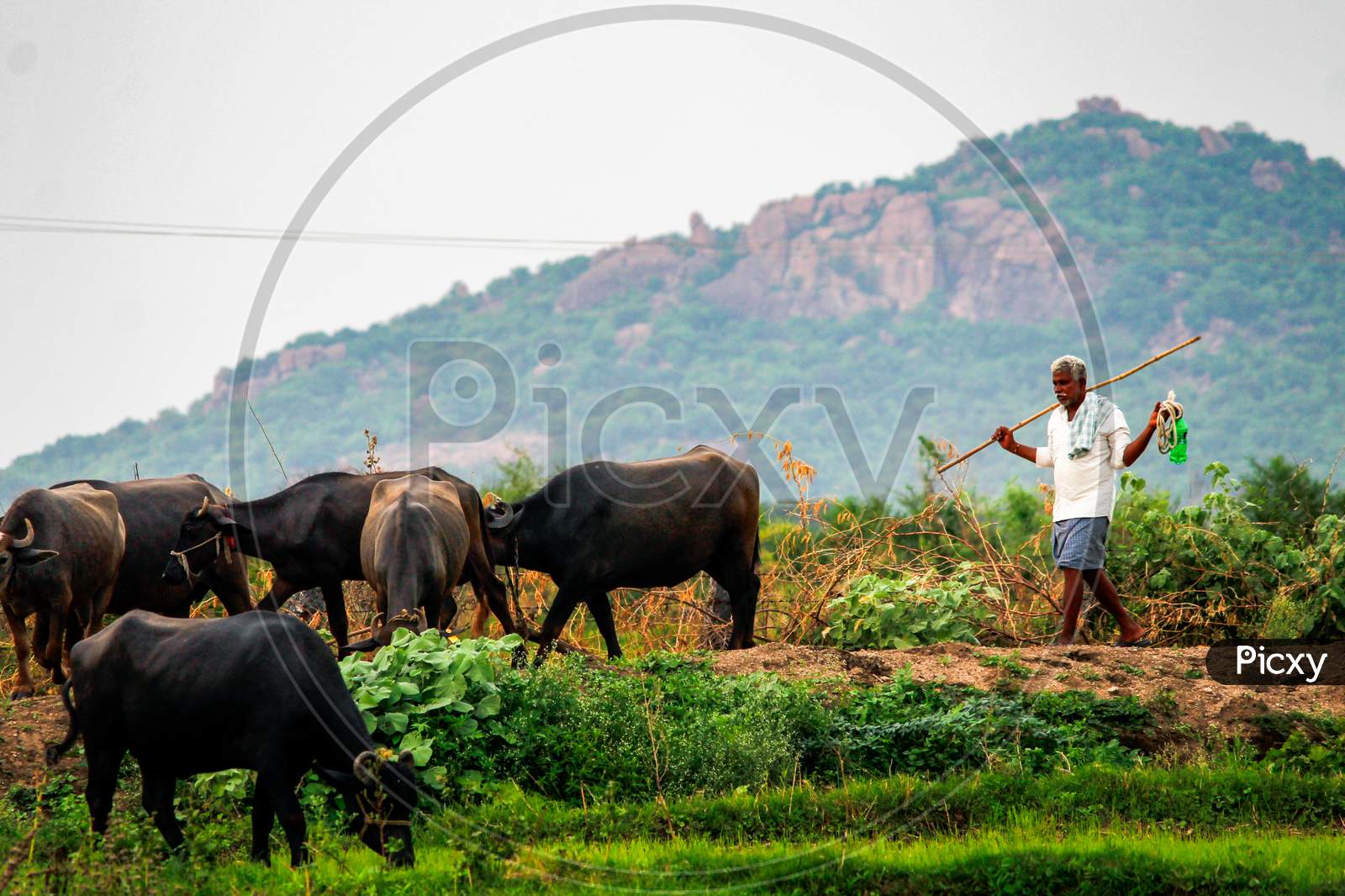 buffalo keeper with his buffaloes in village