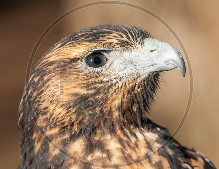 Juvenile Steppe Eagle, Aquila nipalensis,