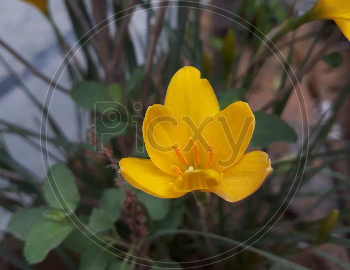 Yellow flower with plant image.