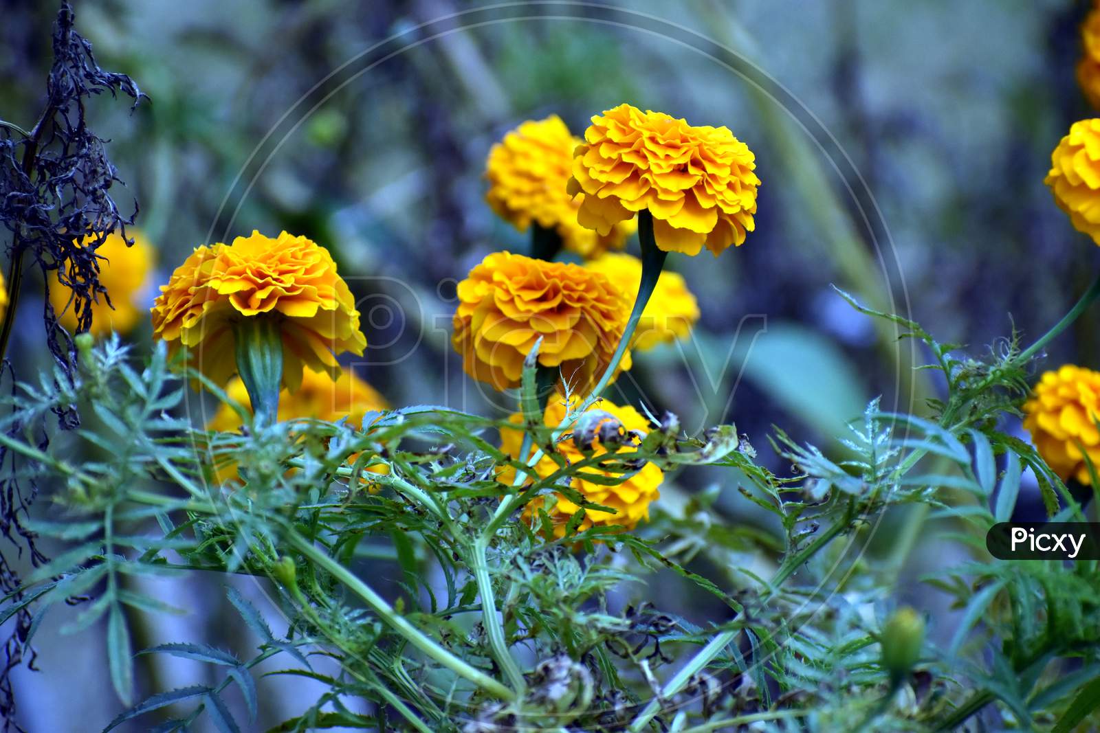 Beautiful Yellow Marigold Flower In Garden