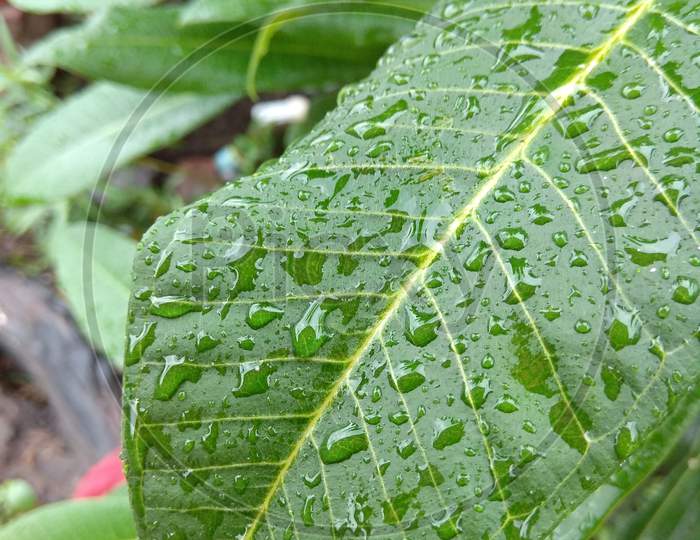 beautiful image rain drops on leaf